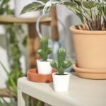 گل کاکتوس ایکیا مدل FEJKA - تصویر 3