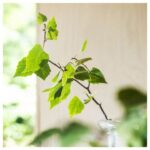 گل خشک معطر ایکیا مدل ADLAD - تصویر 4